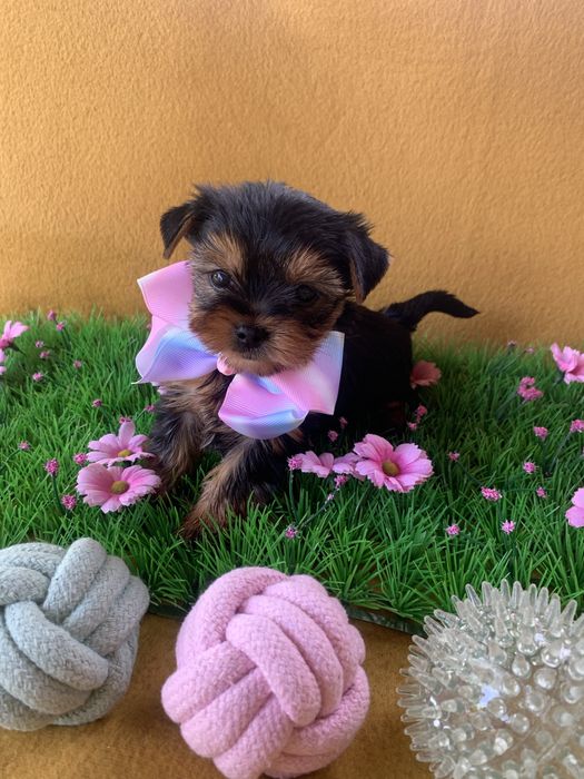 Йоркширски тепиер ,Йорки