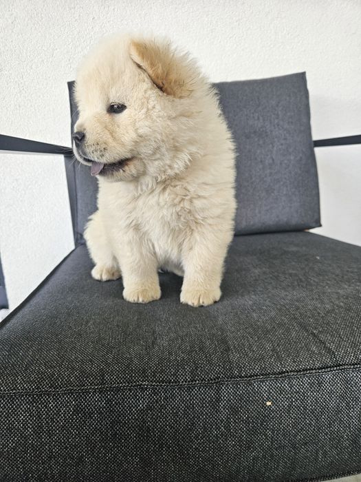 Chow chow baietel