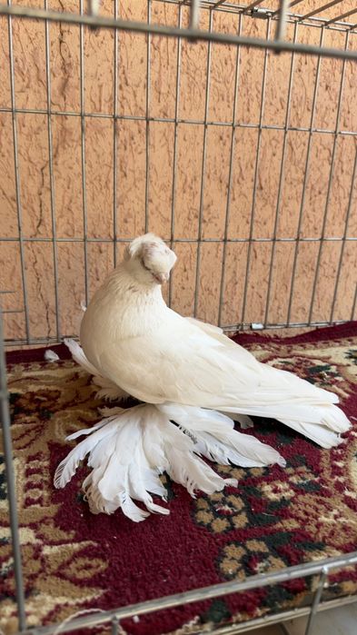 Голубь молодой Гульбадам