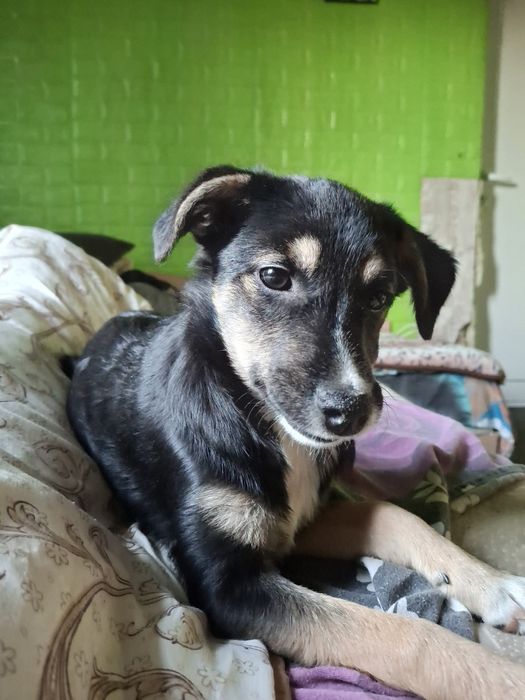 Подарявам женско кученце