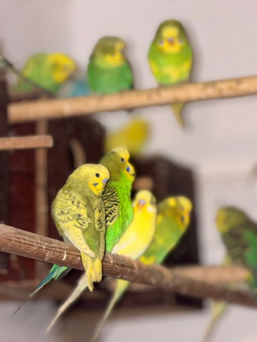 Papagali perusi – multe culori, pui sănătoși și jucăuși – 50 lei/buc!