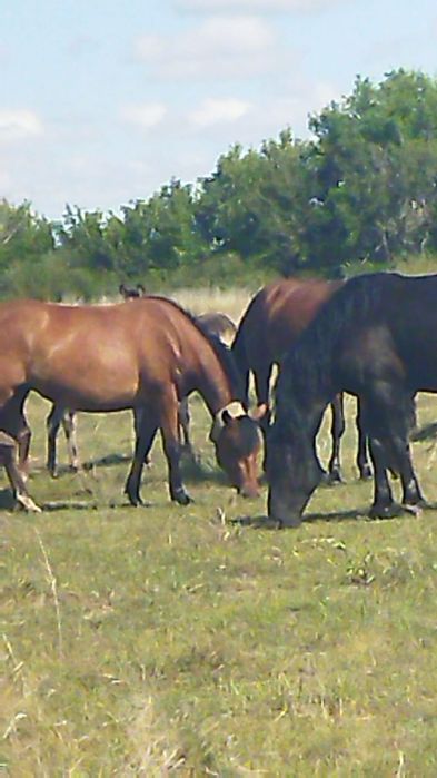 Конина на соғым 2500тг