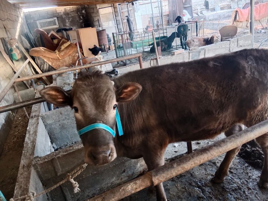 Саммсунгс25фе упр