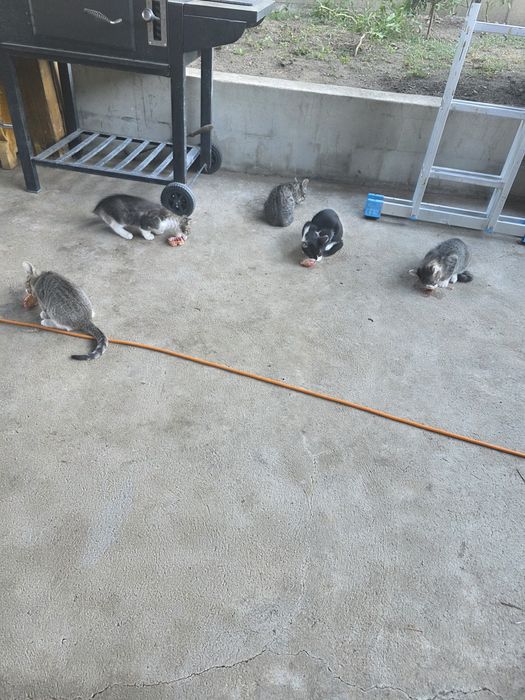 Donez pisici de două luni