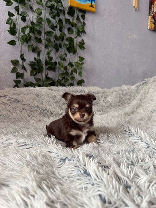 чихуа-хуа момченца