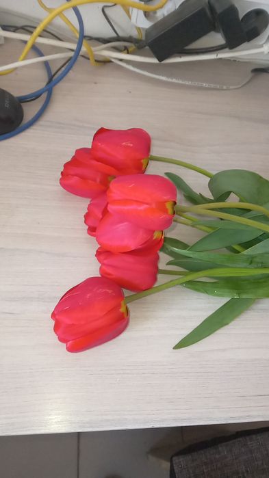 Свежие весенние тюльпаны