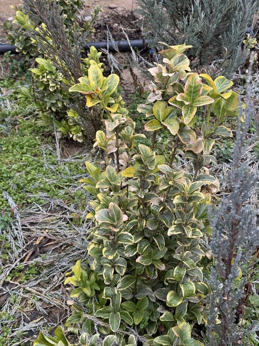 Iyanomis Yaponika sotiladi privaznoy Yevropaniki