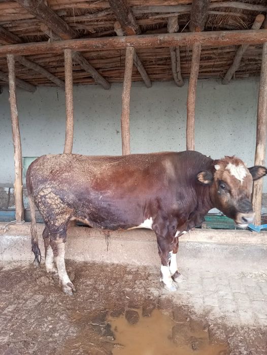 Ikkita boqilgan buqqa parodniy Peshkuda bor