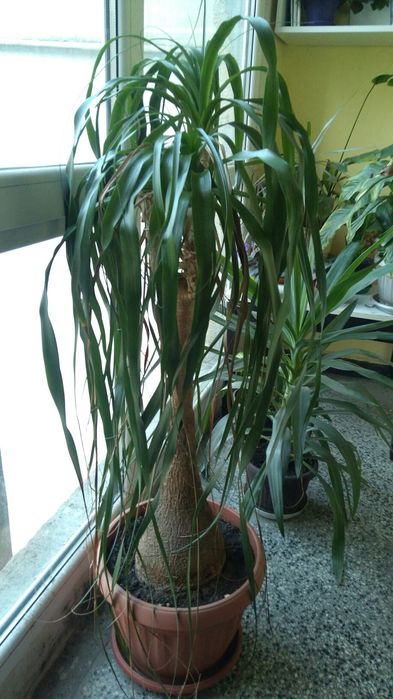 Нолина слонов крак