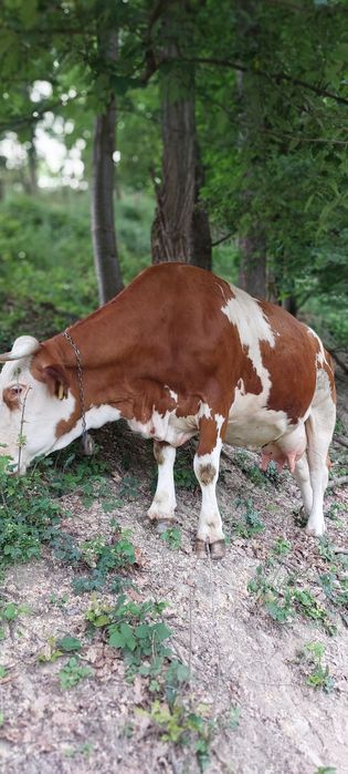 Mă vinde stăpânul,vaca rasa baltata românească cu vițel!