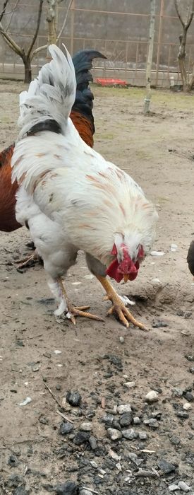 Руская хохлата қоразы сатылады