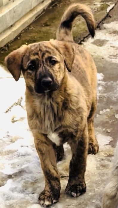 В добрые руки отдаем