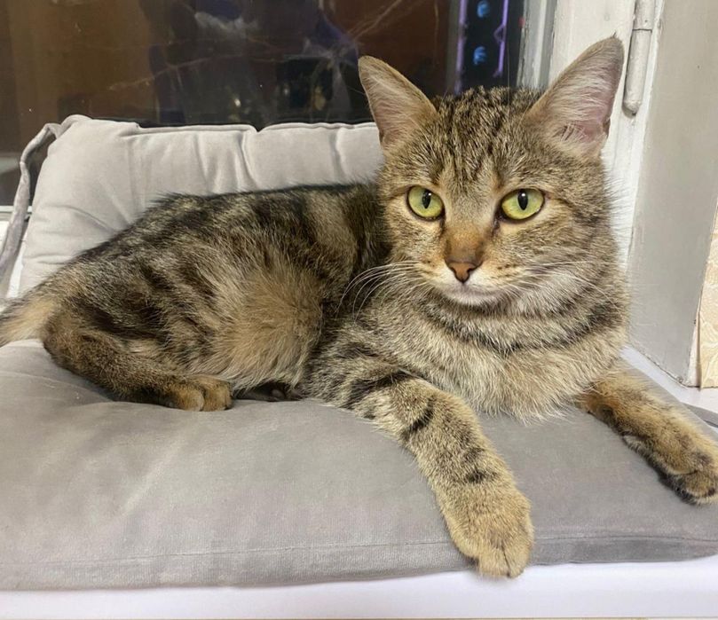 Нашлась домашняя кошка