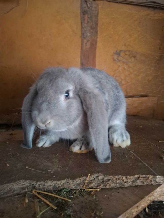 Iepuri uriaș german și berbec german