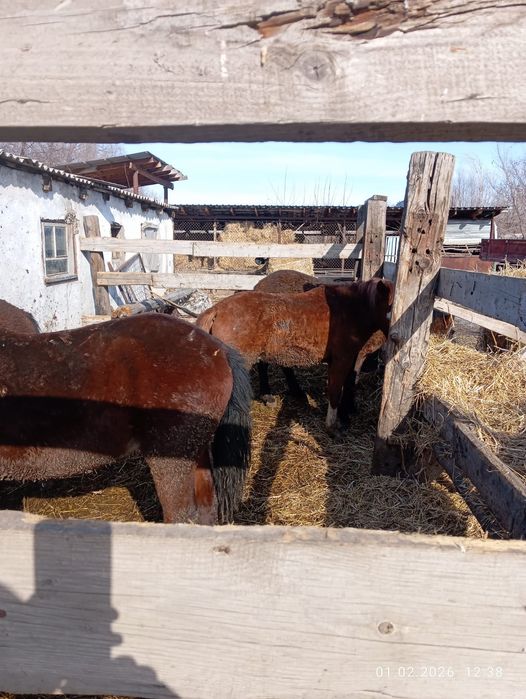 Продам жеребцов оптом на откорме .
