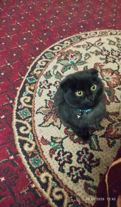 Продаю кошечку Шотландско-вислоухая в хорошие руки