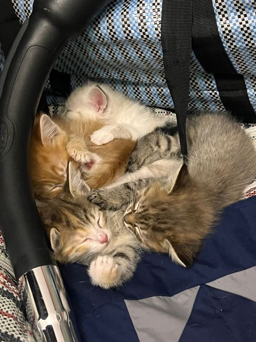 Котята 2 месячные