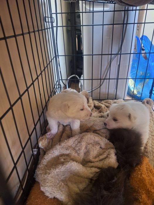 Отдам Щенят в Добрые Руки!