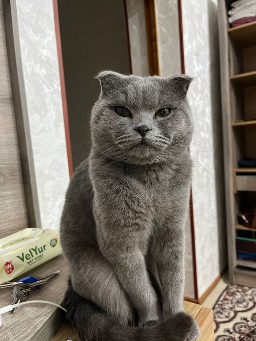 Сотилмайди!!  вязкага аёл мушук керак