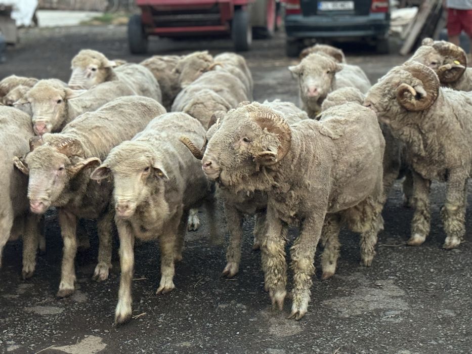 Berbeci Merinos De Palas