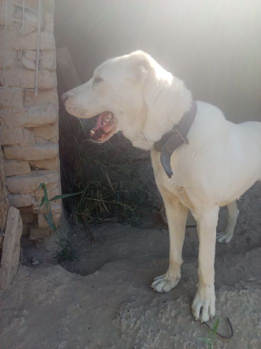 Қазақы төбет ит сатылады