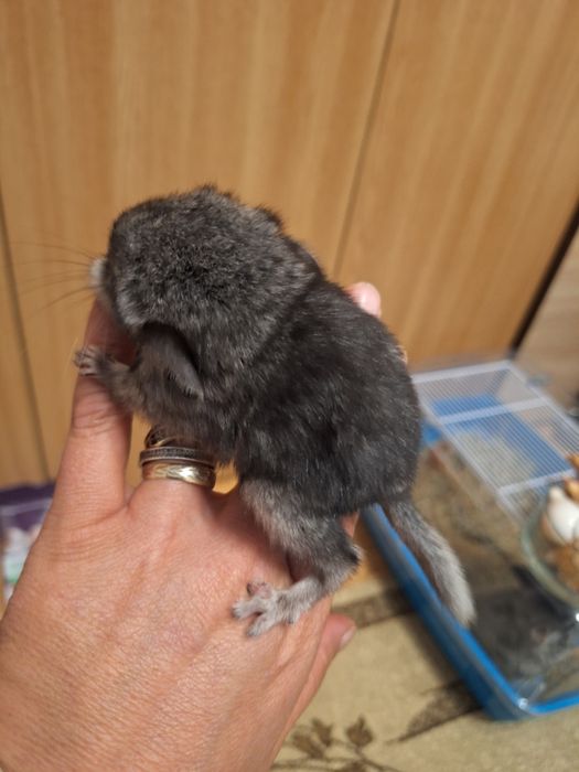 Vând familie chinchilla