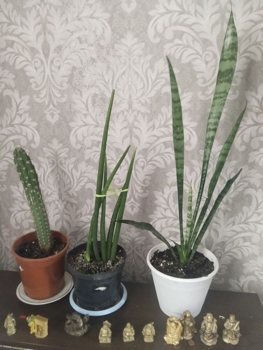 Цветы для офиса и дома