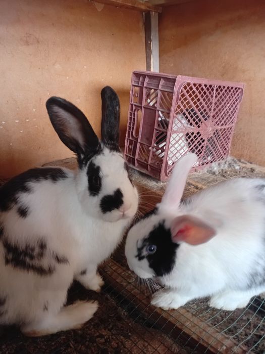 Panda quyon turishi zor