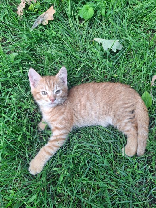 Рыжий котик даром