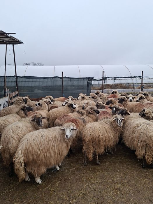 Vand 36 de oi tinere