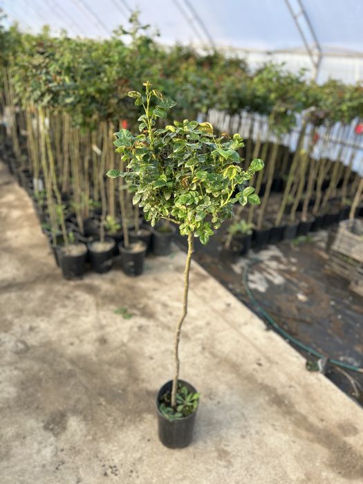 Trandafir copac la ghiveci