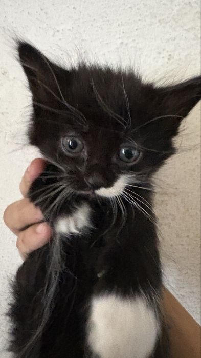 Котята в добрые руки! Срочно! Красивые котята