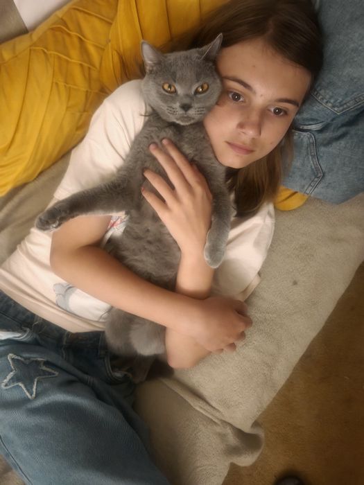 Британска котка, Породиста с паспорт