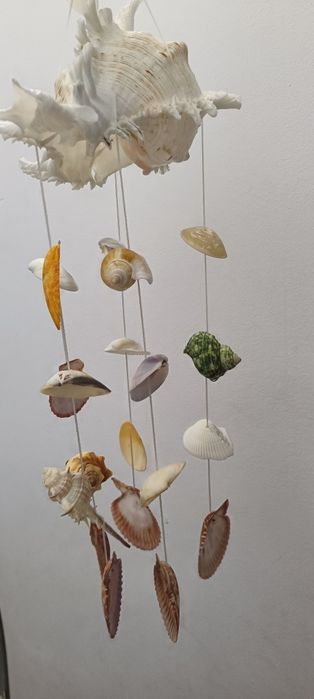 "Carusel" de scoici naturale  super frumoase