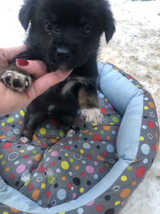 Любимые животные