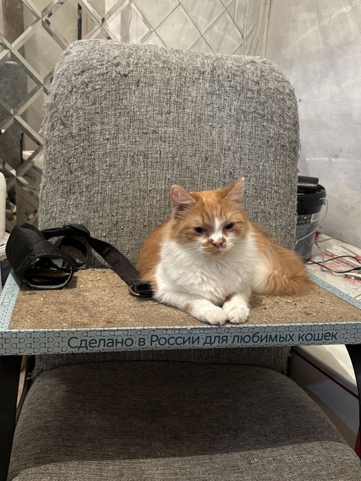 Отдаю кошку (3 года)