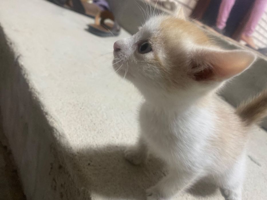 Котенок мальчик бесплатно