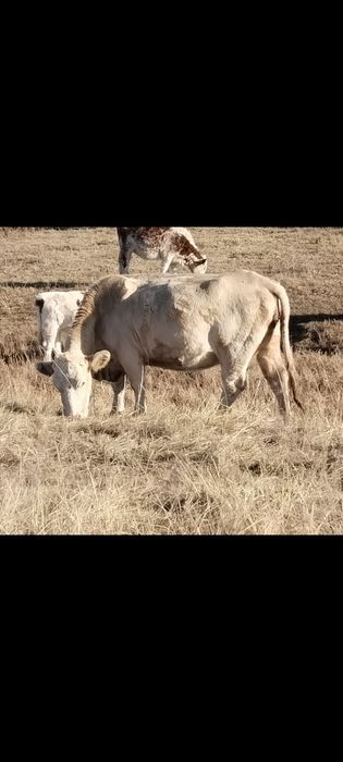 Продам две коровы аулеколь, ангус