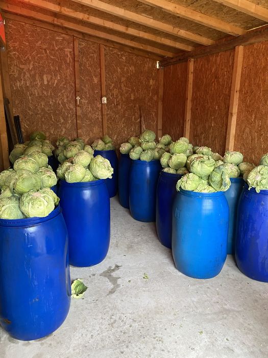 Varza MURATA soi Romaneasca sau Marloo