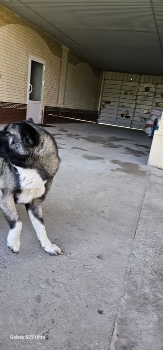 собака Американская акита