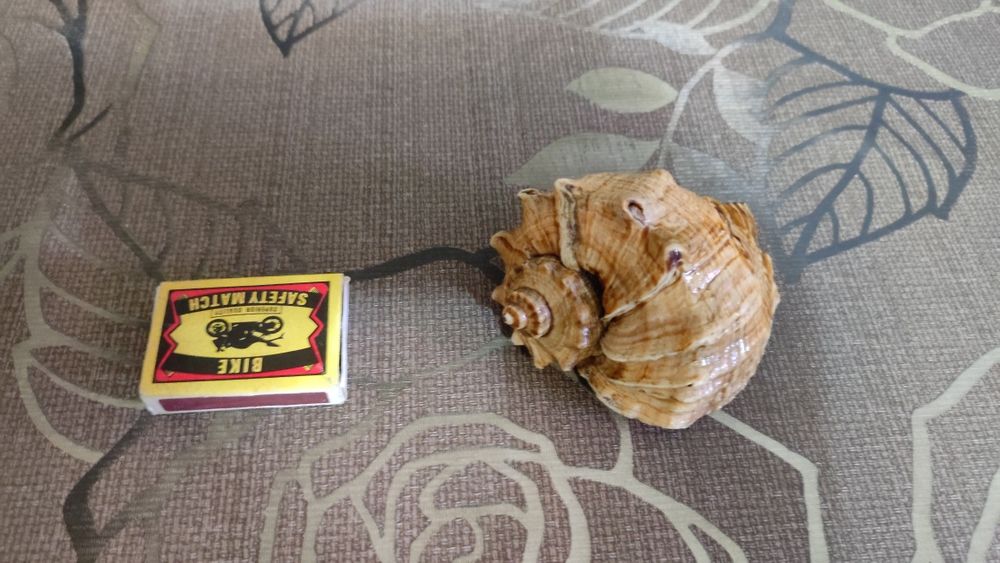 Ракушки морские и океанические.