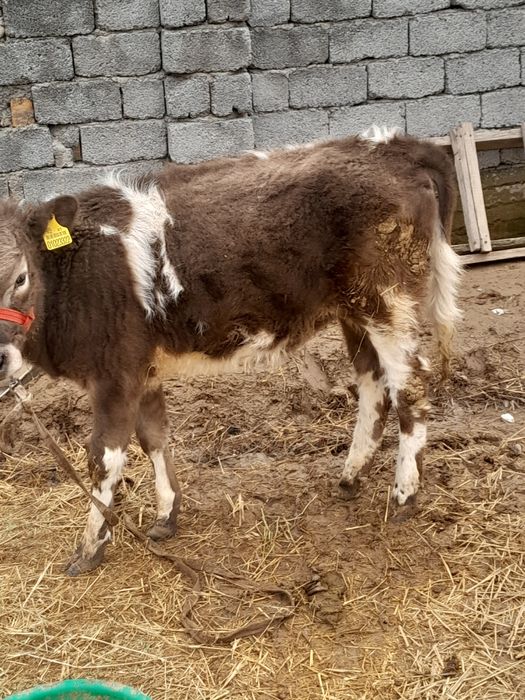 Тана сатылады ..