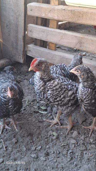 Амрокс балапан сатылады