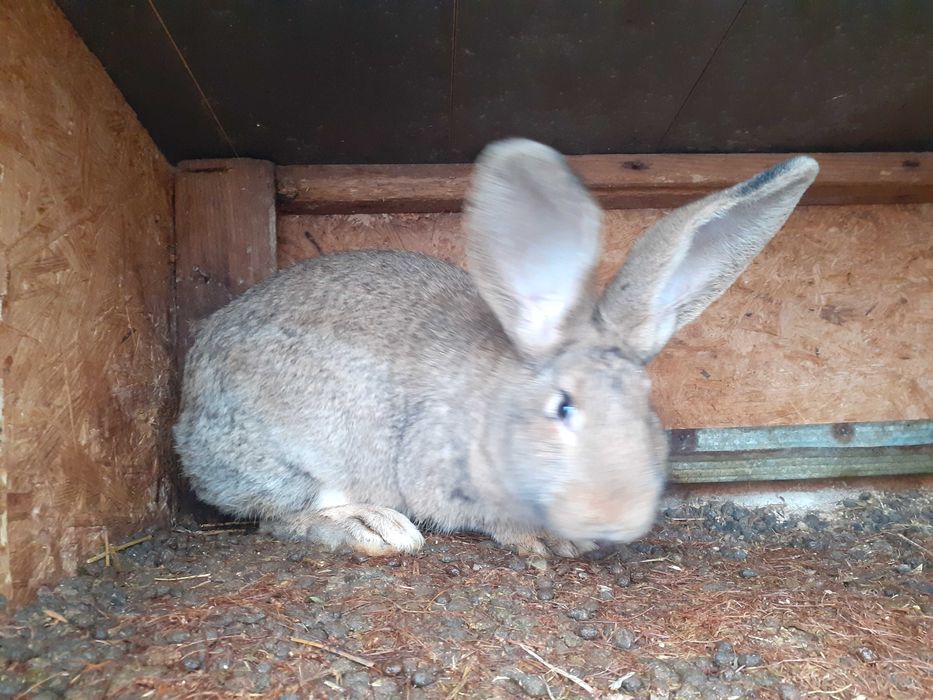 Vand sau schimb iepuri