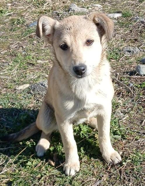 Отдам щенков в добрые руки