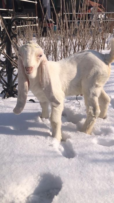 Продам козлёнка ЧП гулаби