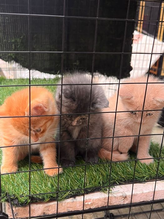 Котята крысоловы