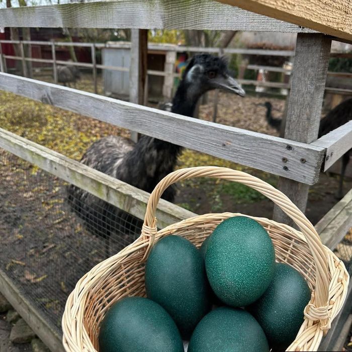 Oua și familia de  struți Emu