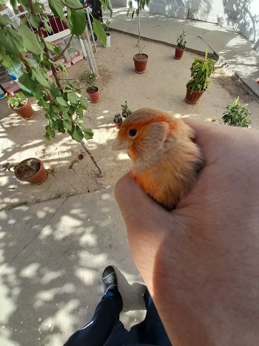 Kanareyka , Izabella