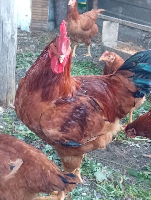 Продам молодых петушков